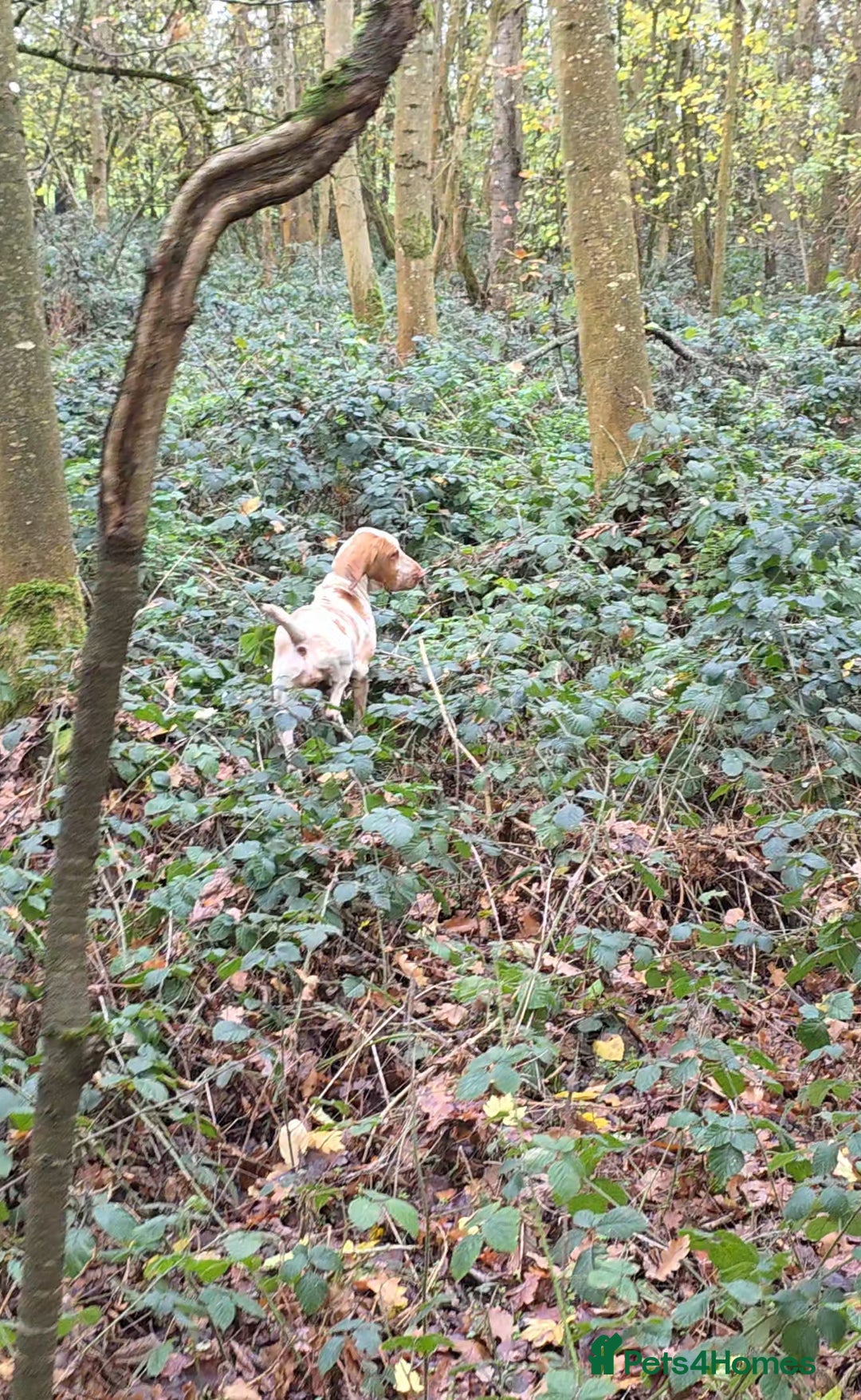 Bracco Italiano dogs for sale: Bracco Italiano Puppies Due March - Advert 8