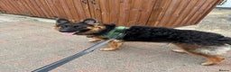 German Shepherd dogs for sale: Rehoming 1 Year Old Male German Shepherd - Advert 21
