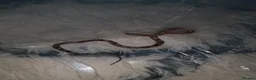 Corn Snake reptiles for sale: Corn snake in Lichfield - Advert 3