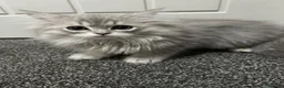 Persian cats for sale: Beautiful Persian kittens now ready to leave  - Advert 6