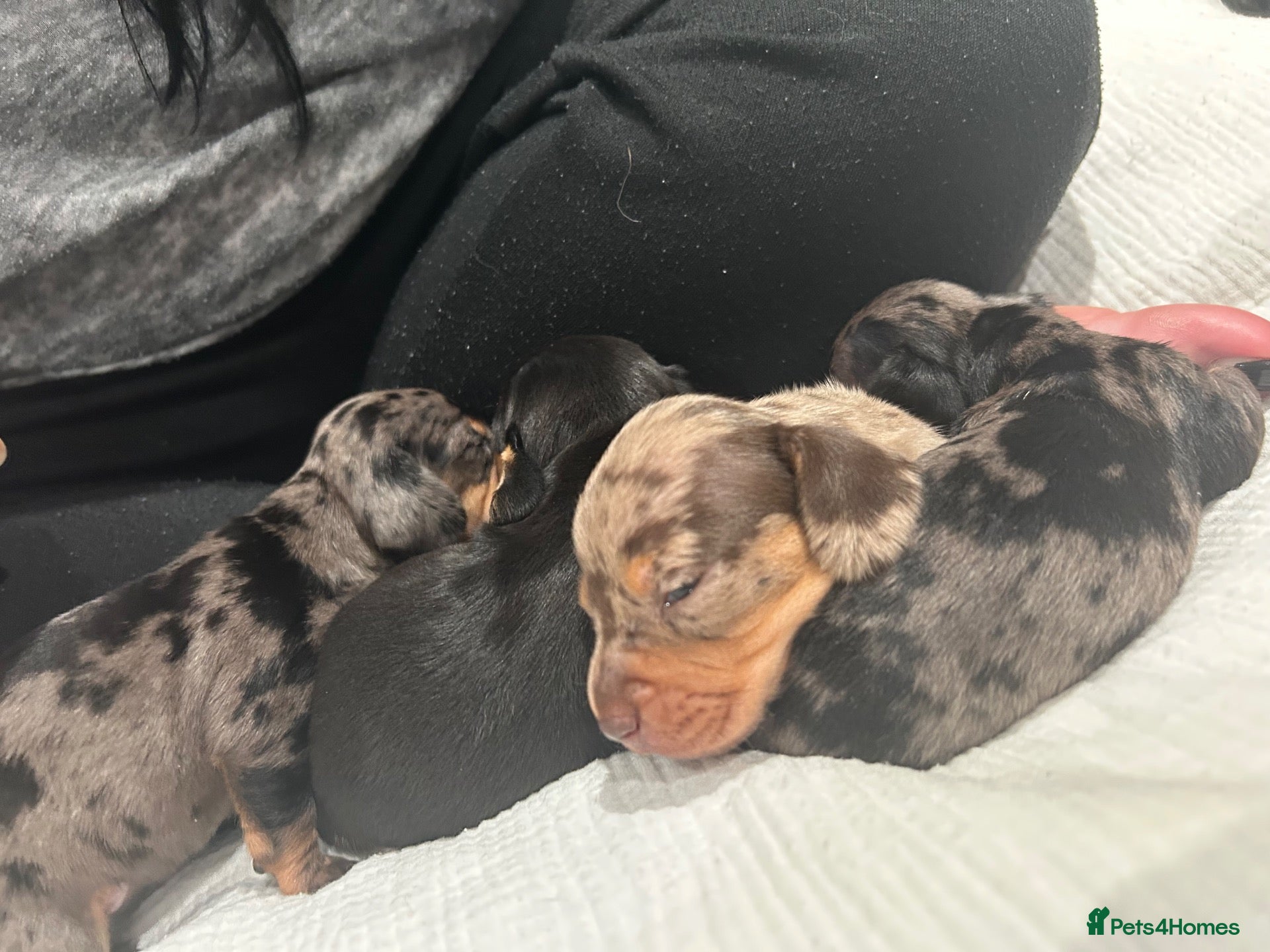Dachshund dogs 🐾 8 Gorgeous Dachshund Puppies 🐾 - Advert 1