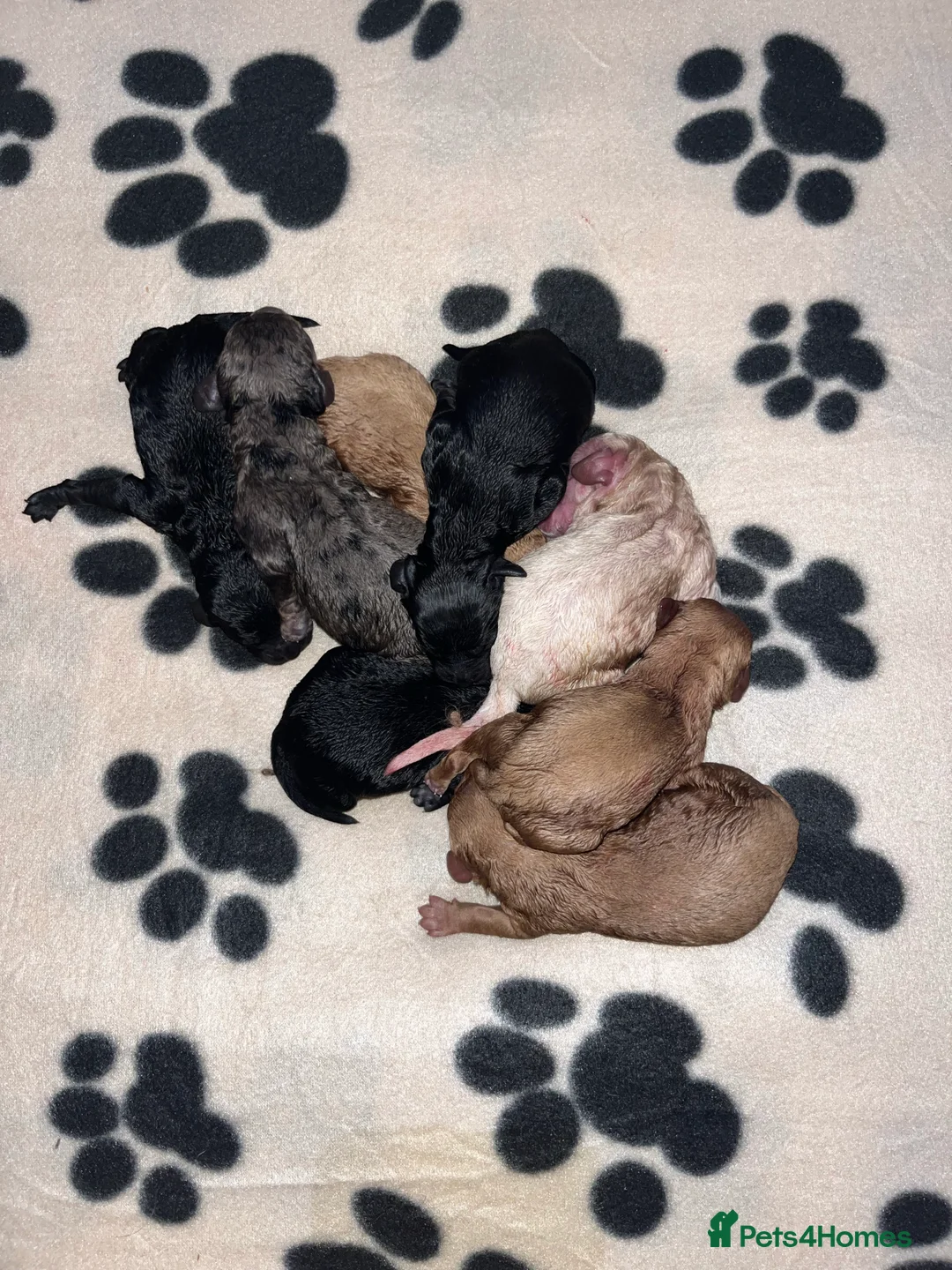 Cockapoo dogs for stud: PROVEN DNA tested Cockapoo Stud-Chocolate Merle in Stafford - Advert 8