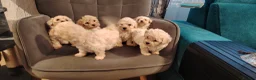 Poochon dogs for sale: Miniature poochon  - Advert 6