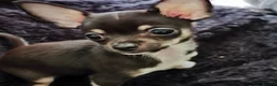 Chihuahua dogs for sale: Heart stopping life changing babies!  - Advert 7