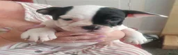 Mixed Breed dogs for sale: Oldtyme x french bulldog - Advert 8