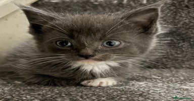 Maine Coon cats - Advert 10