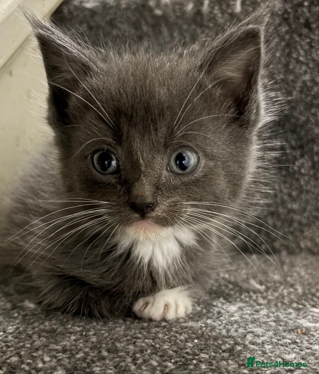 Maine Coon cats for sale: Loveliest, fluffy Maine coon X ragdoll kittens - Image 3