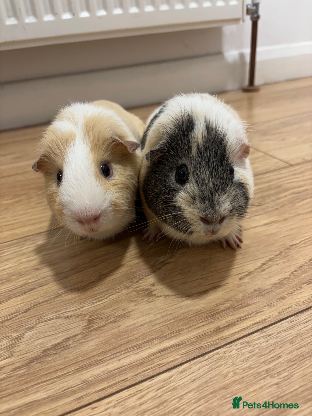 Guinea Pig rodents for sale: 2 male guinea pigs with cage  - Advert 5