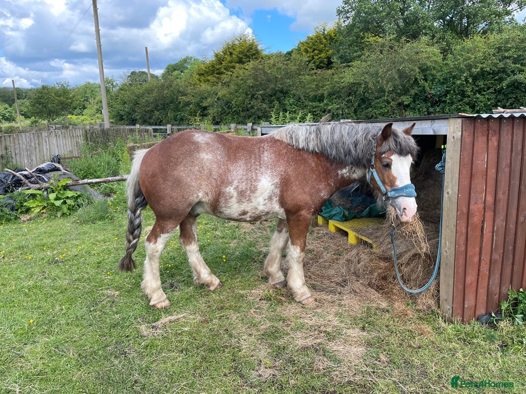 Riding pony horses for sale: 13.3hh Blagdon super cob for sale  - Advert 2