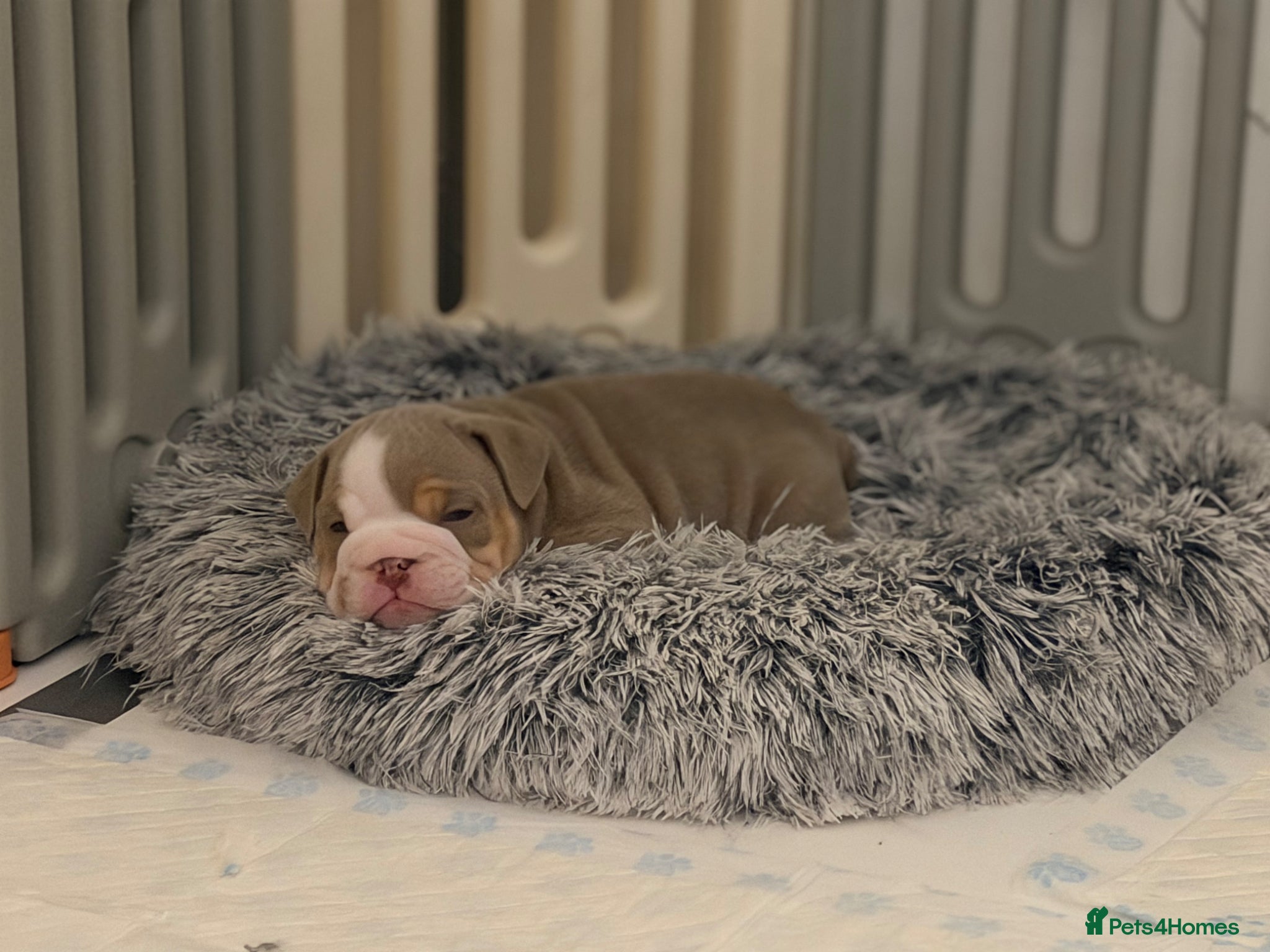 English Bulldog dogs English Bulldog Puppies 💙🩷 - Advert 10