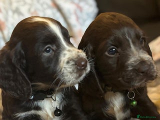 Sprocker dogs 8 beautiful sprockers - Advert 10