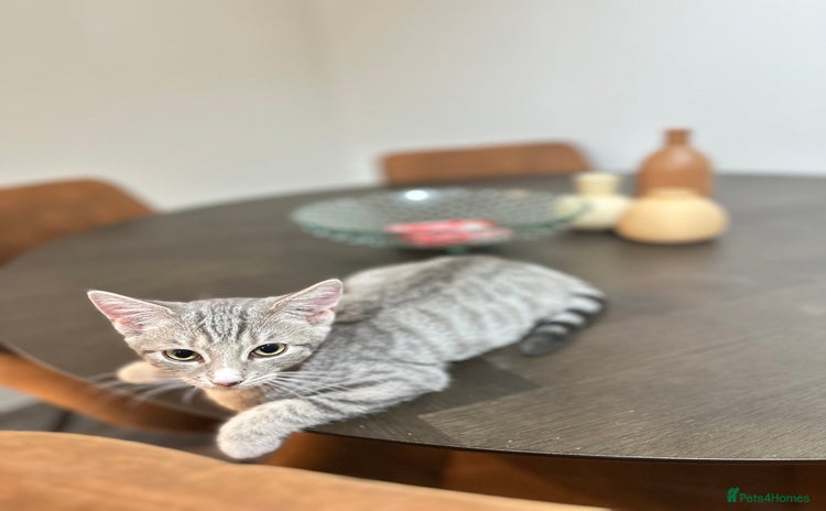 Mixed Breed cats in Leicester - Advert 4