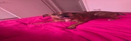 Staffordshire Bull Terrier dogs for sale: Staffie x  in Nottingham - Advert 2