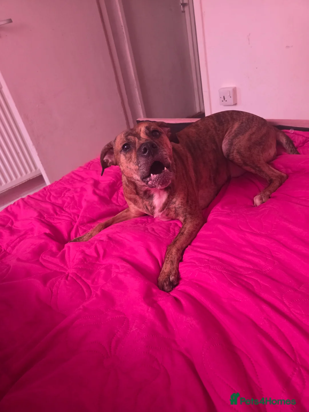 Staffordshire Bull Terrier dogs for sale: Staffie x  in Nottingham - Advert 2