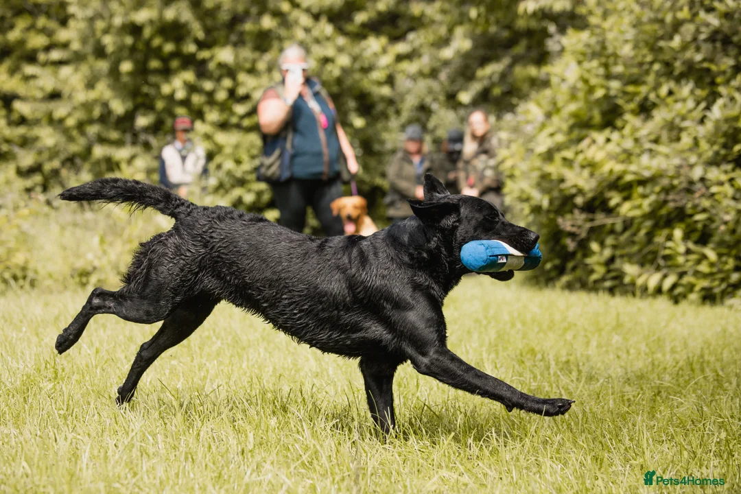 Labrador Retriever dogs for stud: FTCH sired superb lines absolute gent  in Droitwich - Advert 14
