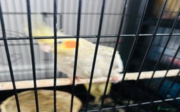 Cockatiels birds for sale: M r.    - Image 4