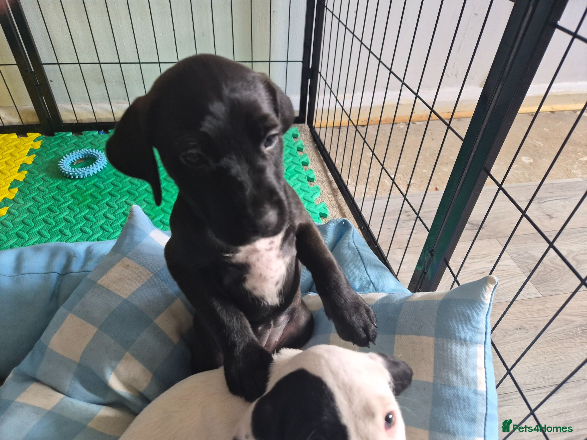 Mixed Breed dogs 2 Terrier x  Cocker spaniel pups. - Advert 3
