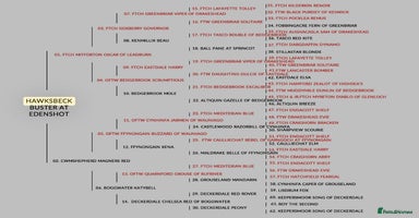 Labrador Retriever dogs - Advert 3