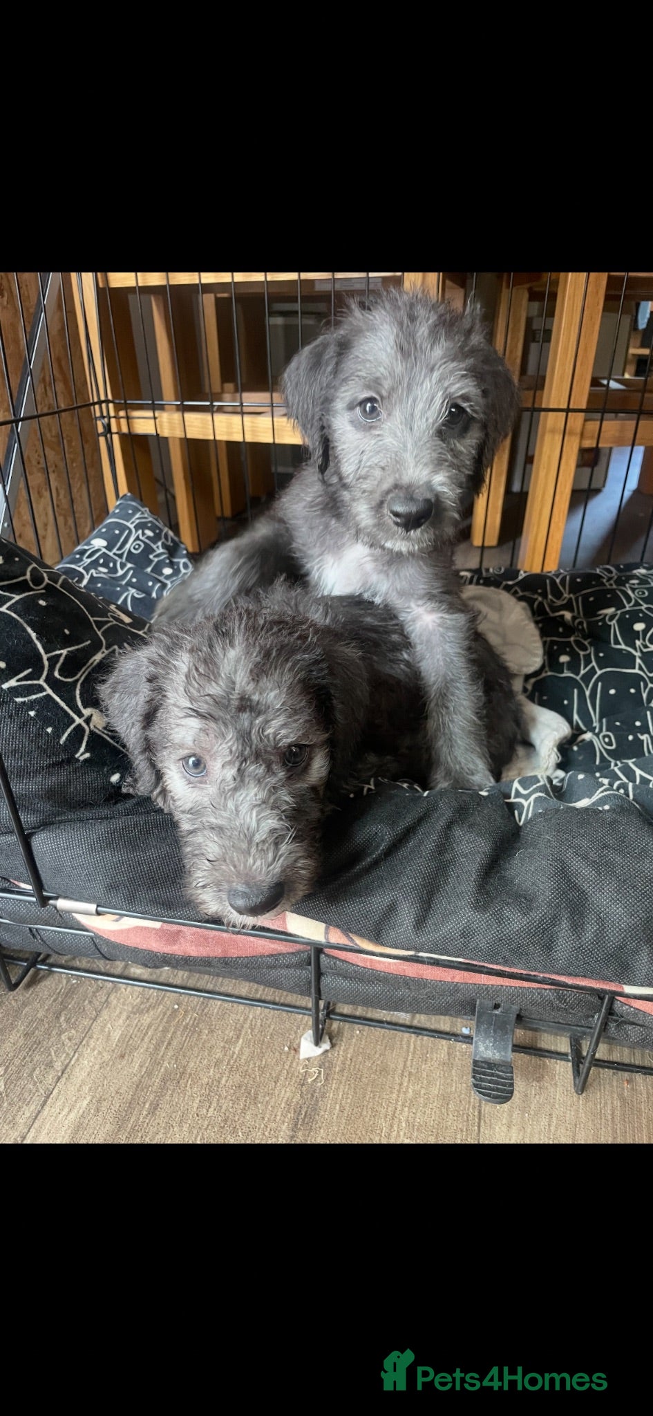 Bedlington Terrier dogs Bedlington terriers - Advert 3