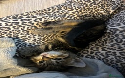 Mixed Breed cats for sale: 4 gorgeous kittens ready for amazing homes  - Advert 5