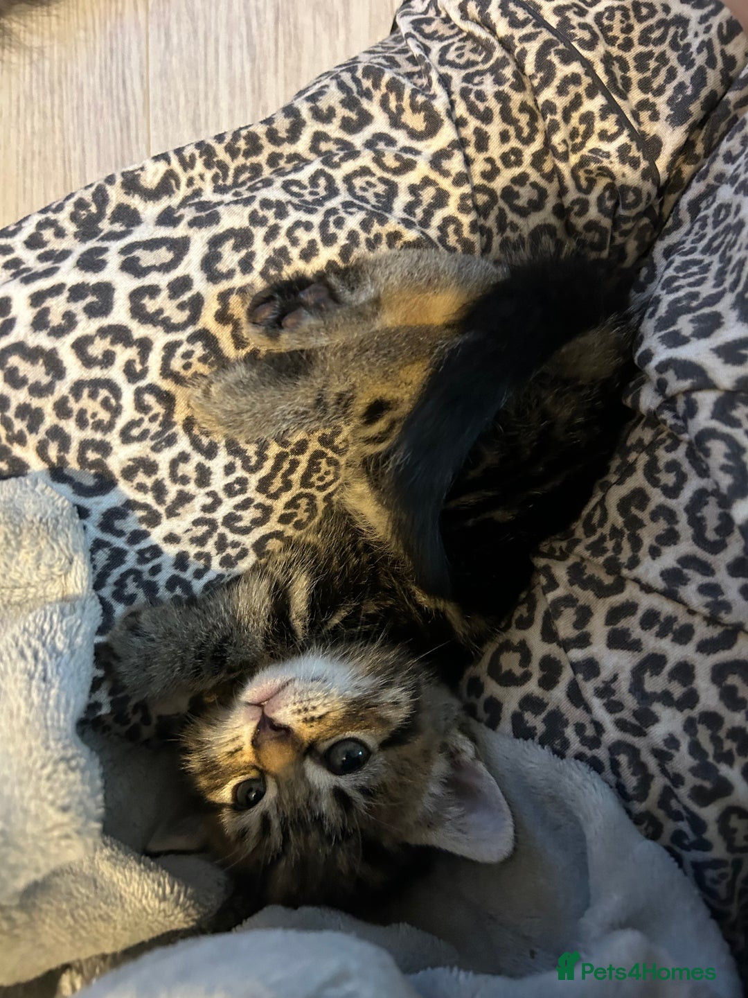 Mixed Breed cats for sale: 4 gorgeous kittens ready for amazing homes  - Advert 5