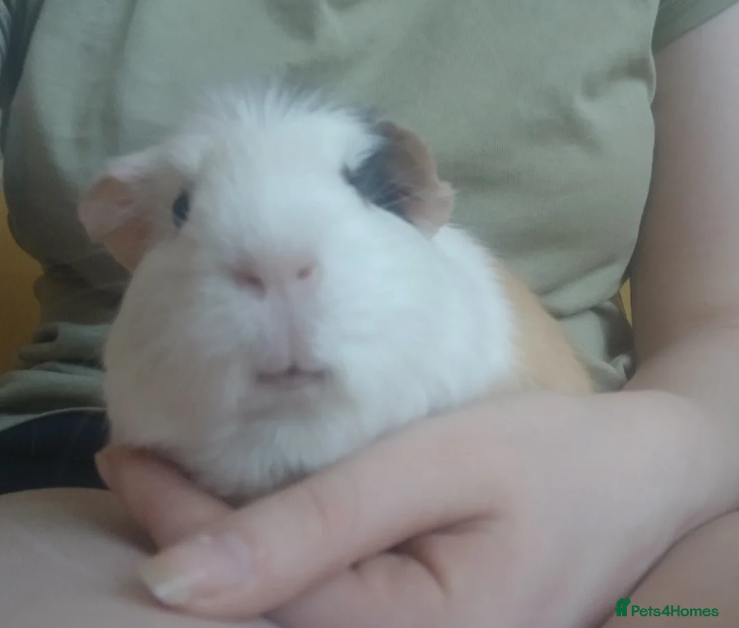 Guinea Pig rodents for sale: 2 female guineapigs for rehome - Advert 7