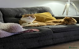 British Longhair cats for sale: Two adult cats who need rehoming together - Image 3