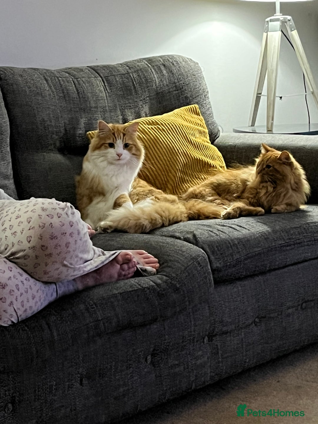 British Longhair cats for sale: Two adult cats who need rehoming together - Image 3