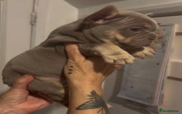 French Bulldog dogs for sale: Top Quality Frenchie Pups - Image 1