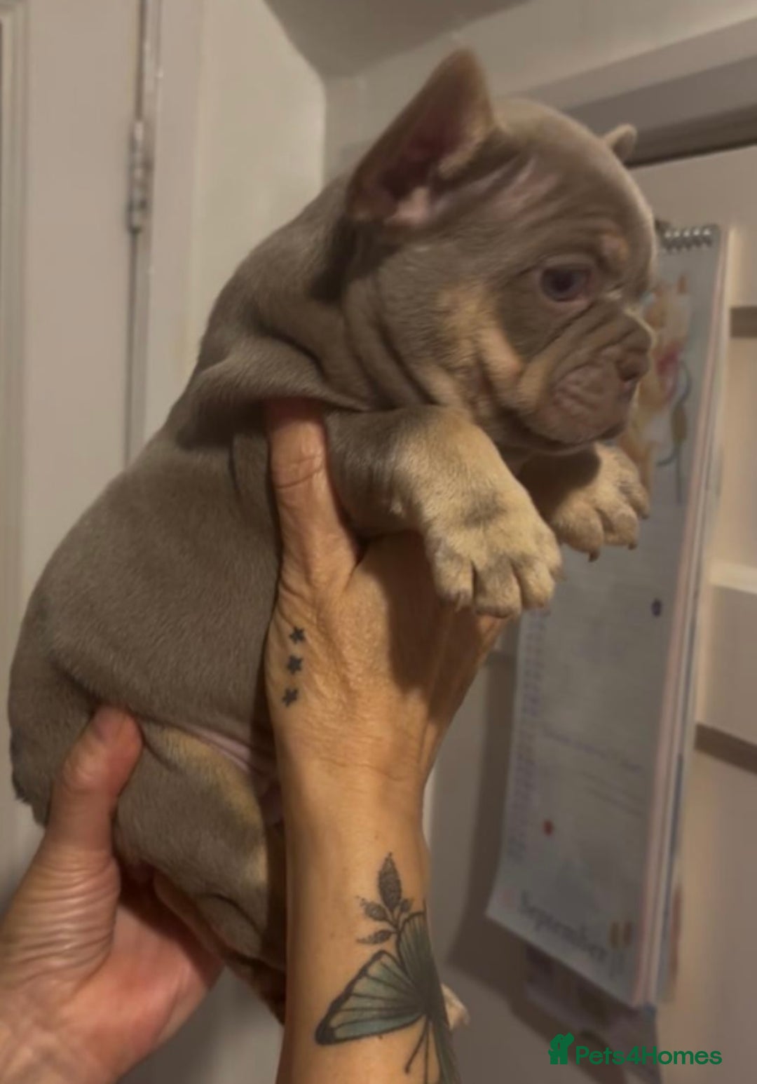 French Bulldog dogs for sale: Top Quality Frenchie Pups - Image 1