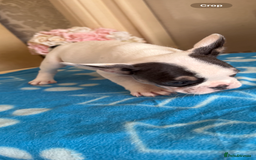 French Bulldog dogs for sale: French Bulldog Puppies 3 Male 4 Female  - Image 4