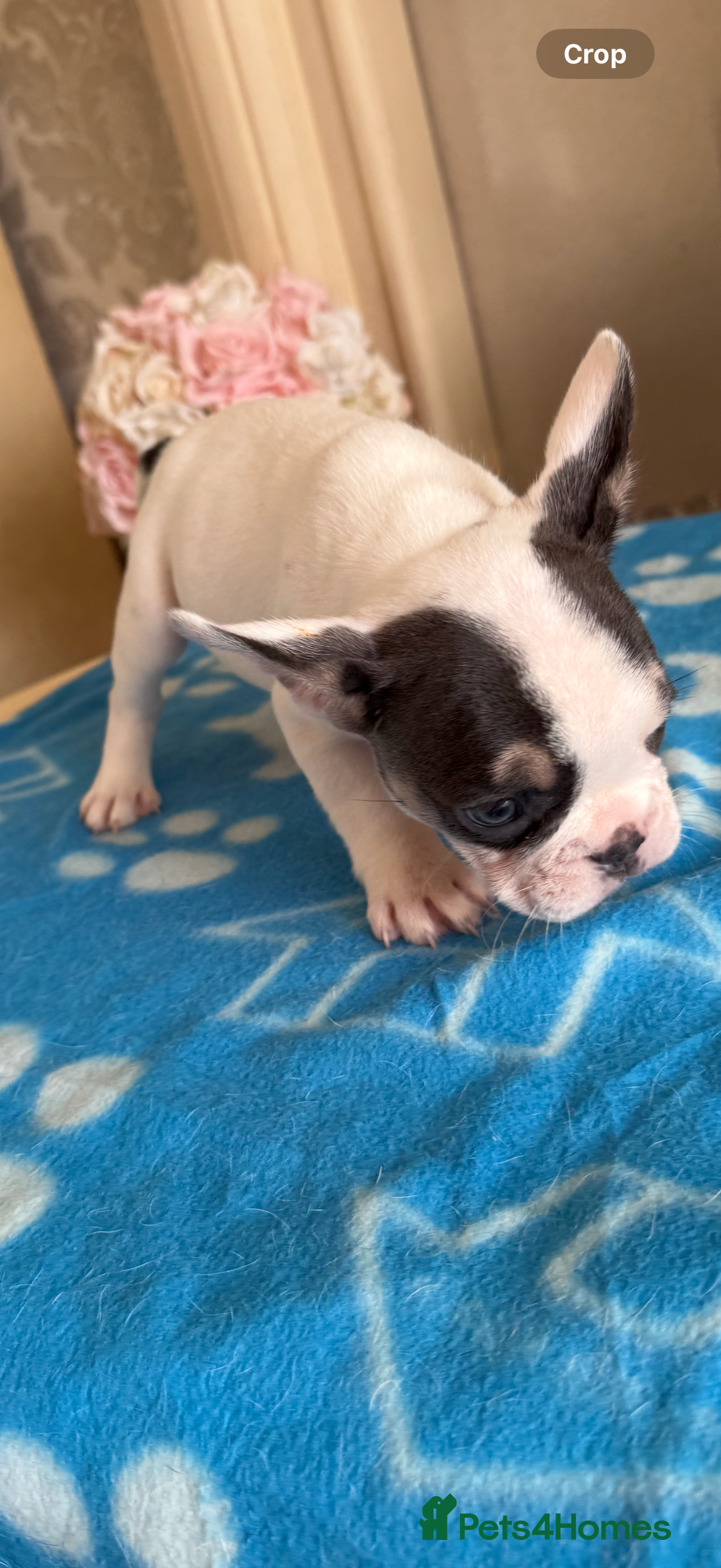 French Bulldog dogs for sale: French Bulldog Puppies 3 Male 4 Female  - Image 4