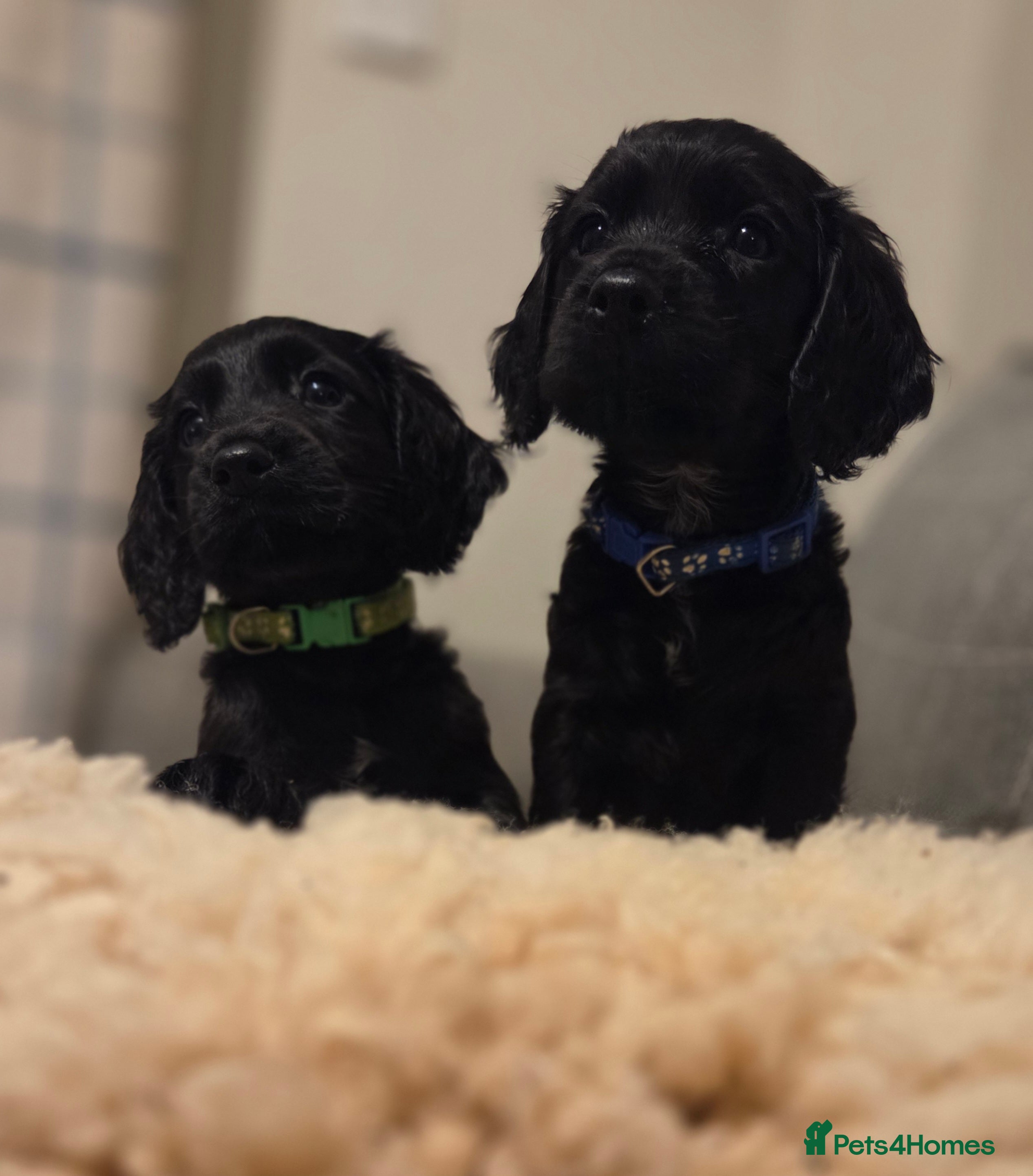 Cocker Spaniel dogs KC reg,highly health tested,gamekeeper bred - Advert 2