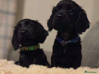 Cocker Spaniel dogs KC reg,highly health tested,gamekeeper bred - Advert 5