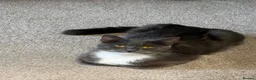 Mixed Breed cats for sale: Kitten  - Advert 1