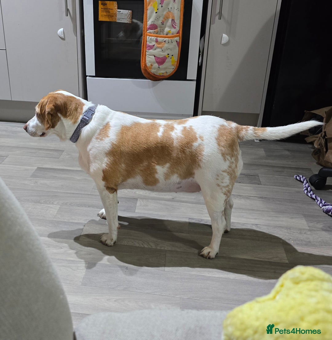 Beagle dogs for sale: 4 year old Beagle - Advert 2