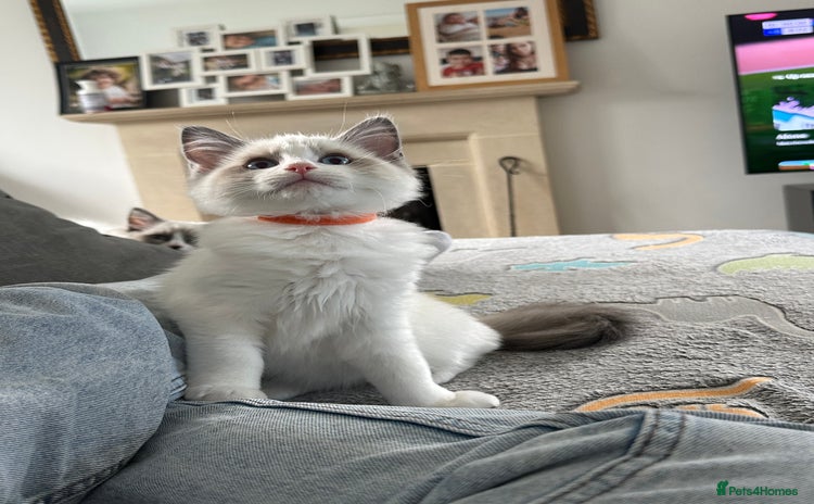 Ragdoll cats in Taunton - Advert 4