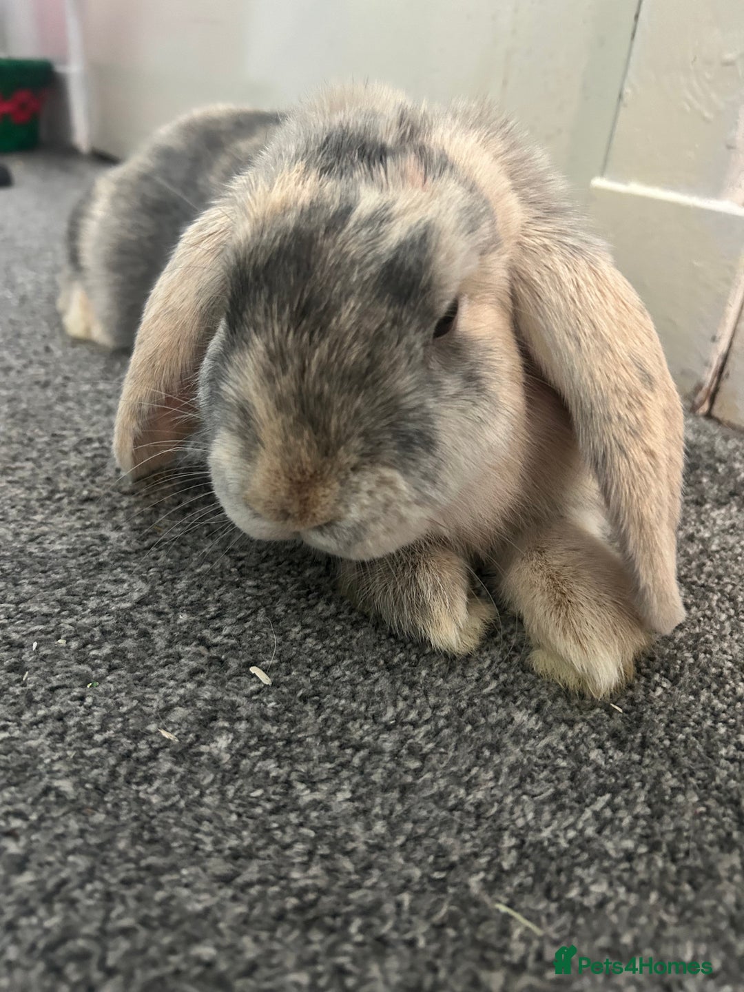 Mixed Breed rabbits for sale: Two sisters looking for a new home  - Advert 2