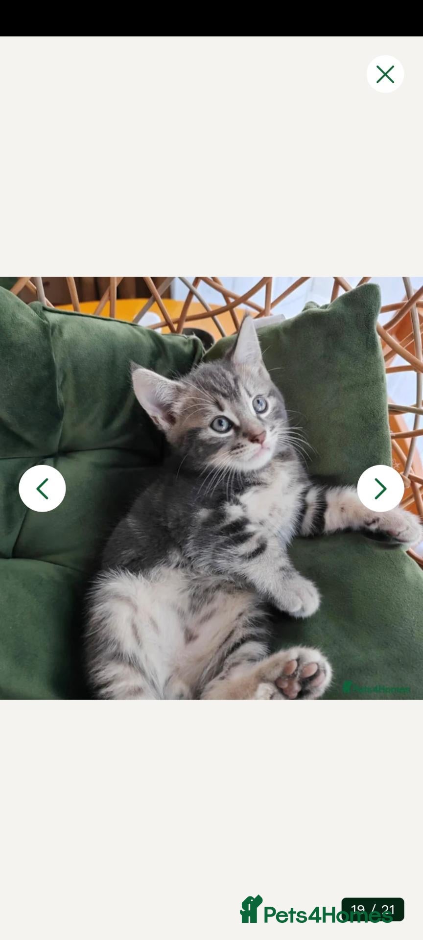 Mixed Breed cats Marble Bengal cross  - Advert 2