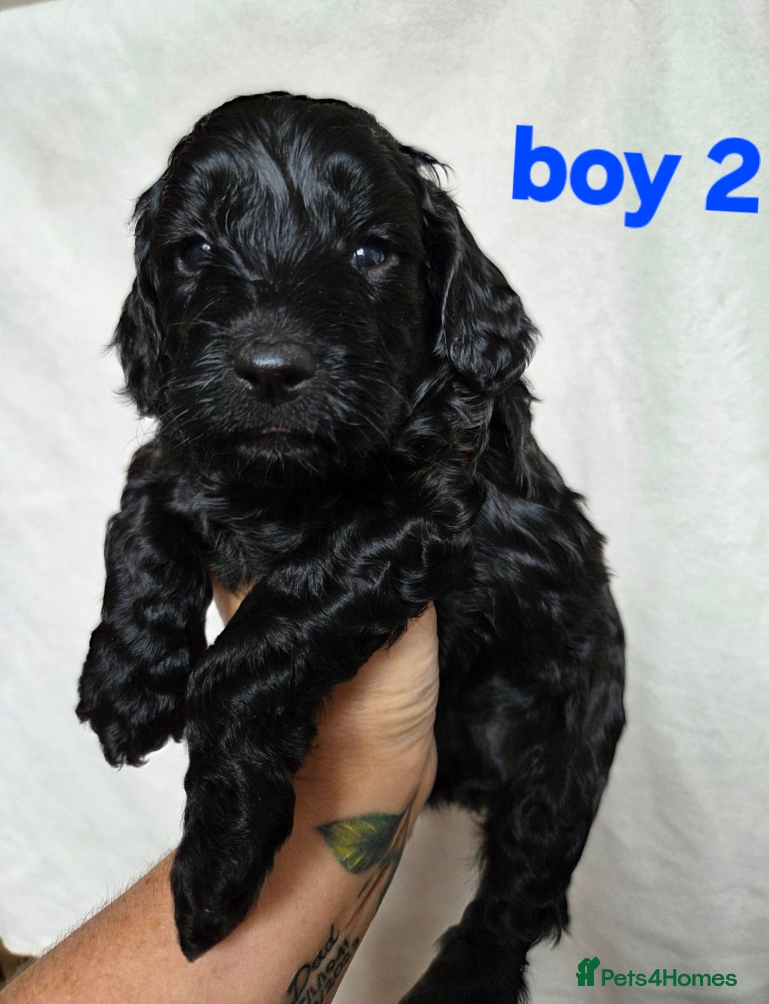 Cockapoo dogs for sale: F2 Cockapoo puppies  - Image 6