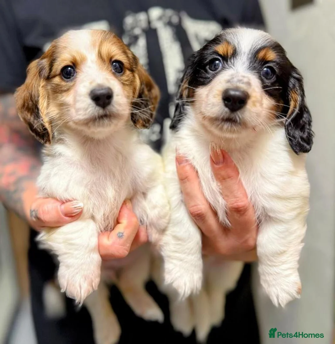 Miniature Dachshund dogs for sale: Long Haired Miniature Dachshund Puppies for Sale - Advert 1