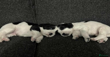 Cocker Spaniel dogs Beautiful cocker spaniels  - Advert 16