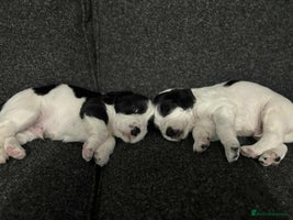 Cocker Spaniel dogs Beautiful cocker spaniels - Advert 16