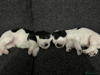 Cocker Spaniel dogs Beautiful cocker spaniels - Advert 12