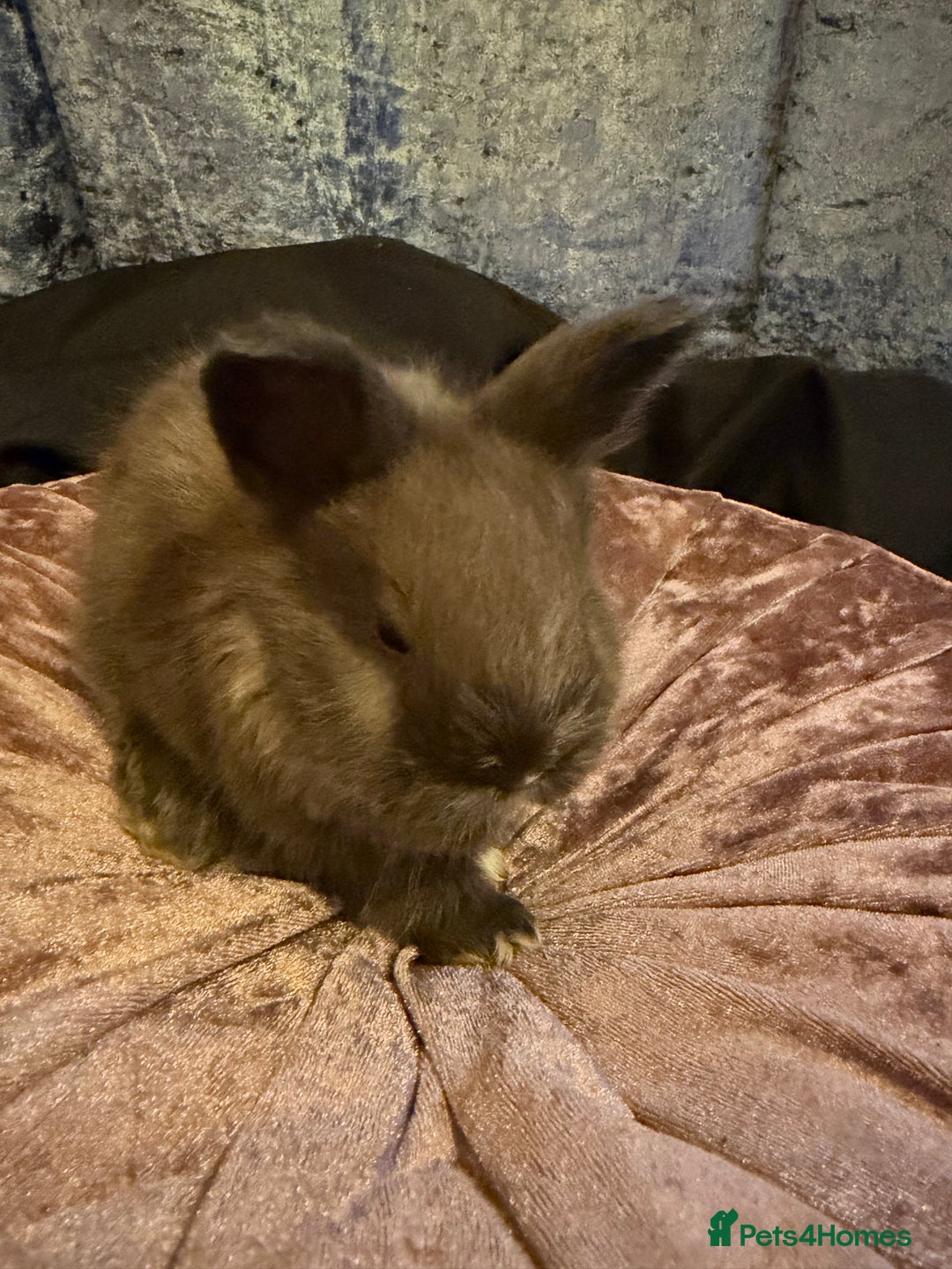 Angora rabbits for sale: Beautiful baby angora rabbits available  - Advert 4