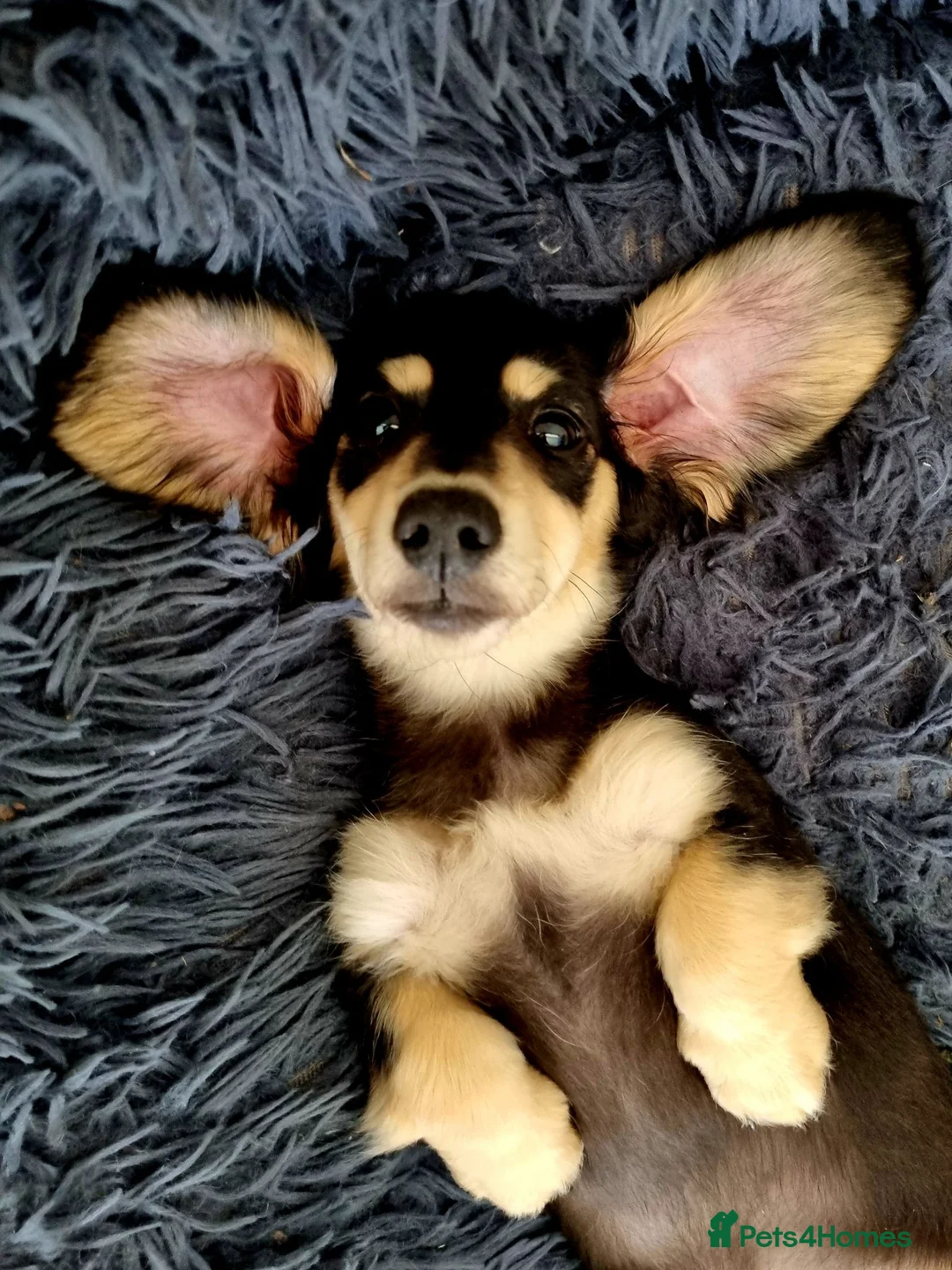 Miniature Dachshund dogs for sale: Last Wonderful KC Reg.MiniatureLH Dachshund Puppy  - Advert 1