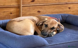 Mixed Breed dogs for adoption: Loveable Cher, is 5 months old - Image 7