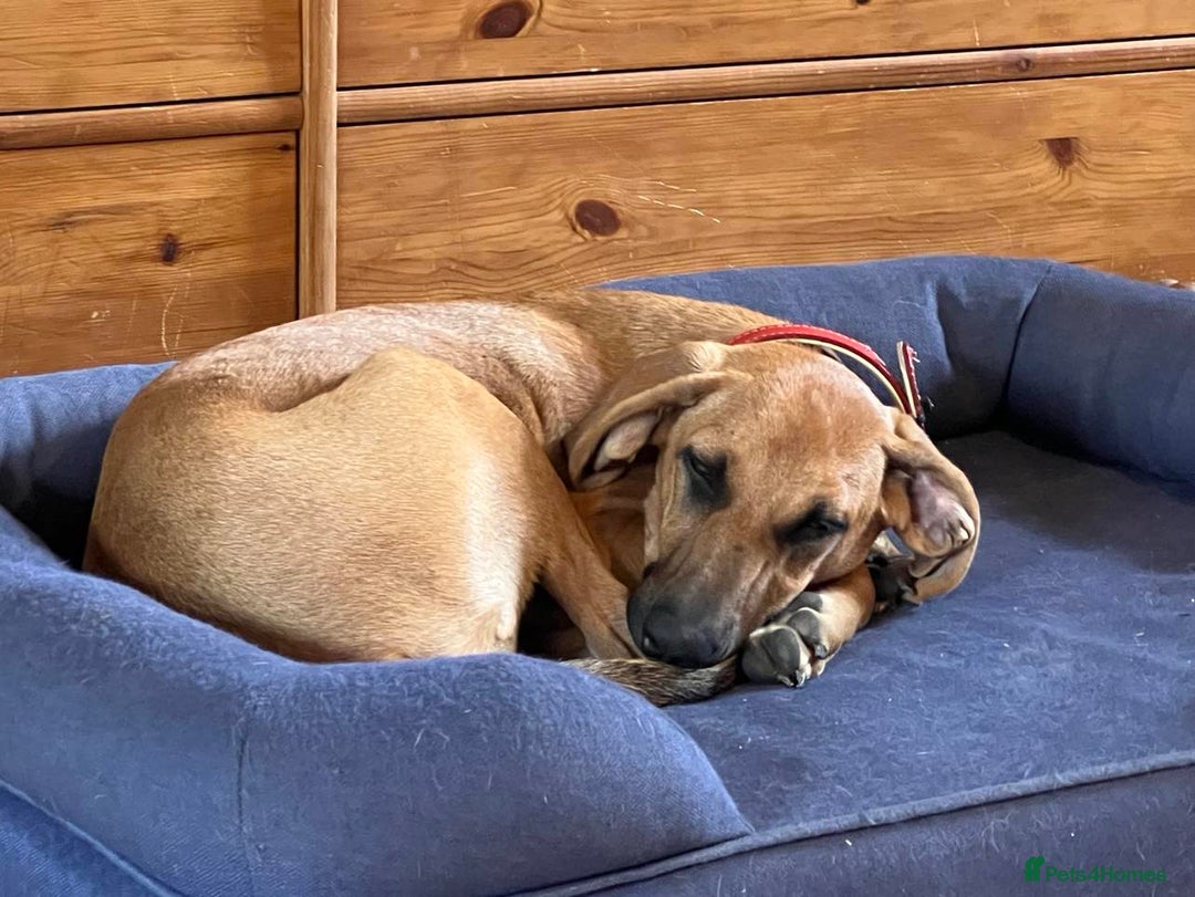 Mixed Breed dogs for adoption: Loveable Cher, is 5 months old - Image 7