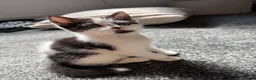 Mixed Breed cats for sale: Mixed Breed Kittens - Advert 15