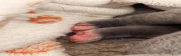 Staffordshire Bull Terrier dogs for sale: 1 week old x2 Beautiful Blue Male Staffy Puppies  - Advert 3